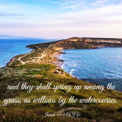Picture 03 - Isaiah 44:4 ASV - and they shall spring up among the grass, as - Bible Verse Picture