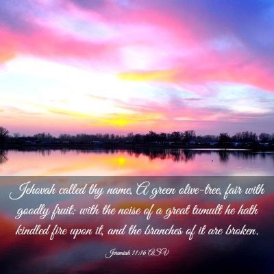 Picture 03 - Jeremiah 11:16 ASV - Jehovah called thy name, A green olive-tree, fair - Bible Verse Picture