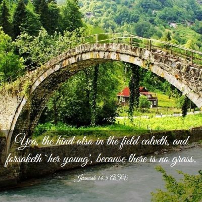 Picture 03 - Jeremiah 14:5 ASV - Yea, the hind also in the field calveth, and - Bible Verse Picture