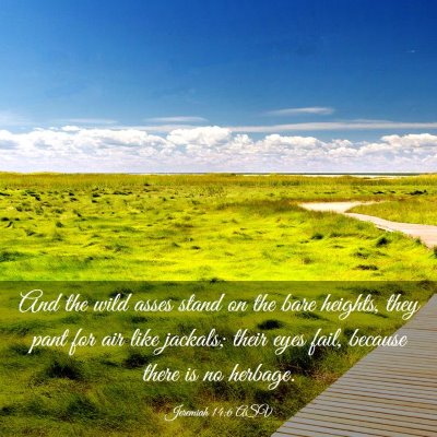 Picture 03 - Jeremiah 14:6 ASV - And the wild asses stand on the bare heights, - Bible Verse Picture