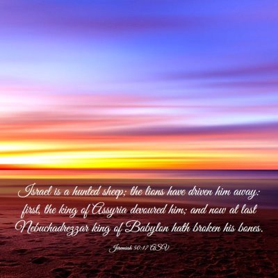 Picture 03 - Jeremiah 50:17 ASV - Israel is a hunted sheep; the lions have driven - Bible Verse Picture