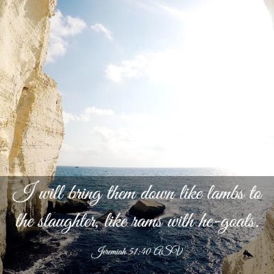 Picture 03 - Jeremiah 51:40 ASV - I will bring them down like lambs to the - Bible Verse Picture
