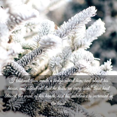 Picture 03 - Job 1:10 ASV - Hast not thou made a hedge about him, and about - Bible Verse Picture