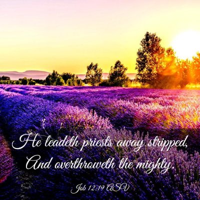 Picture 03 - Job 12:19 ASV - He leadeth priests away stripped, And - Bible Verse Picture