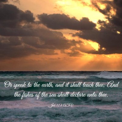 Picture 03 - Job 12:8 ASV - Or speak to the earth, and it shall teach thee; - Bible Verse Picture