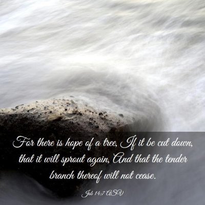 Picture 03 - Job 14:7 ASV - For there is hope of a tree, If it be cut down, - Bible Verse Picture