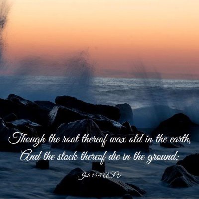 Picture 03 - Job 14:8 ASV - Though the root thereof wax old in the earth, And - Bible Verse Picture