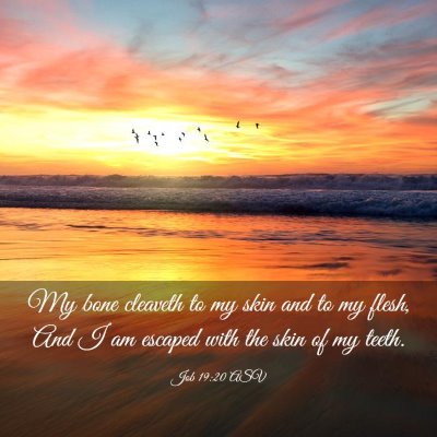 Picture 03 - Job 19:20 ASV - My bone cleaveth to my skin and to my flesh, And - Bible Verse Picture