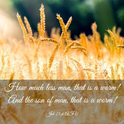 Picture 03 - Job 25:6 ASV - How much less man, that is a worm! And the son of - Bible Verse Picture