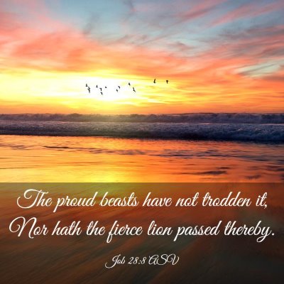 Picture 03 - Job 28:8 ASV - The proud beasts have not trodden it, Nor hath - Bible Verse Picture