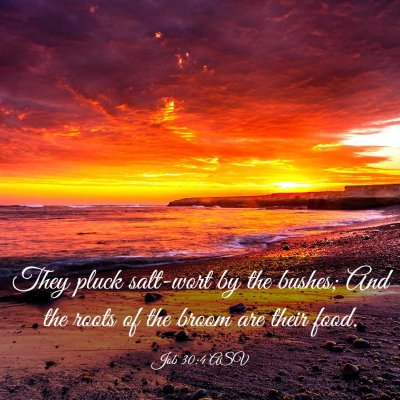 Picture 03 - Job 30:4 ASV - They pluck salt-wort by the bushes; And the roots - Bible Verse Picture