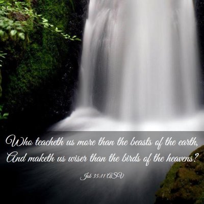 Picture 03 - Job 35:11 ASV - Who teacheth us more than the beasts of the - Bible Verse Picture