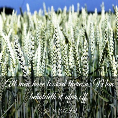 Picture 03 - Job 36:25 ASV - All men have looked thereon; Man beholdeth it - Bible Verse Picture