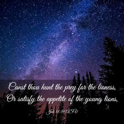 Picture 03 - Job 38:39 ASV - Canst thou hunt the prey for the lioness, Or - Bible Verse Picture