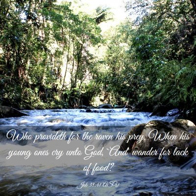 Picture 03 - Job 38:41 ASV - Who provideth for the raven his prey, When his - Bible Verse Picture
