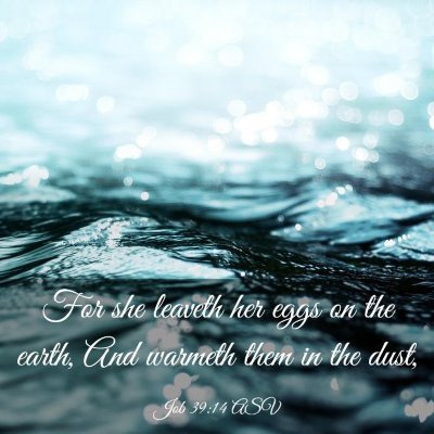 Picture 03 - Job 39:14 ASV - For she leaveth her eggs on the earth, And - Bible Verse Picture