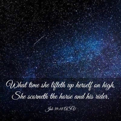 Picture 03 - Job 39:18 ASV - What time she lifteth up herself on high, She - Bible Verse Picture