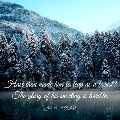 Picture 03 - Job 39:20 ASV - Hast thou made him to leap as a locust? The glory - Bible Verse Picture