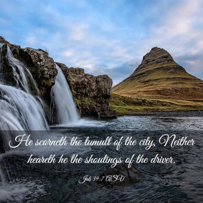 Picture 03 - Job 39:7 ASV - He scorneth the tumult of the city, Neither - Bible Verse Picture