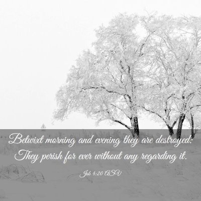 Picture 03 - Job 4:20 ASV - Betwixt morning and evening they are destroyed: - Bible Verse Picture