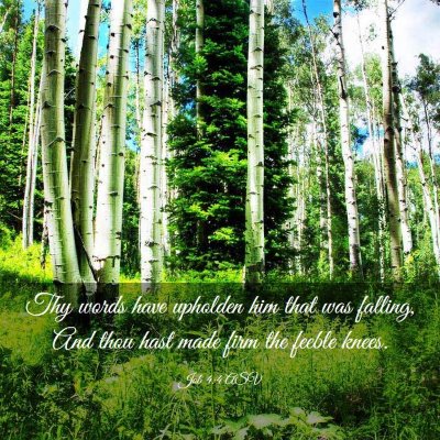 Picture 03 - Job 4:4 ASV - Thy words have upholden him that was falling, And - Bible Verse Picture