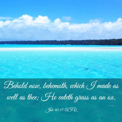 Picture 03 - Job 40:15 ASV - Behold now, behemoth, which I made as well as - Bible Verse Picture