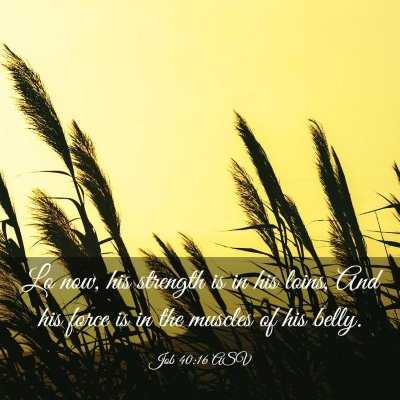 Picture 03 - Job 40:16 ASV - Lo now, his strength is in his loins, And his - Bible Verse Picture