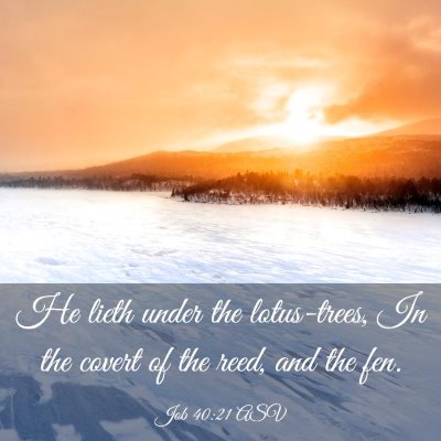 Picture 03 - Job 40:21 ASV - He lieth under the lotus-trees, In the covert of - Bible Verse Picture