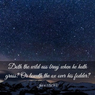Picture 03 - Job 6:5 ASV - Doth the wild ass bray when he hath grass? Or - Bible Verse Picture