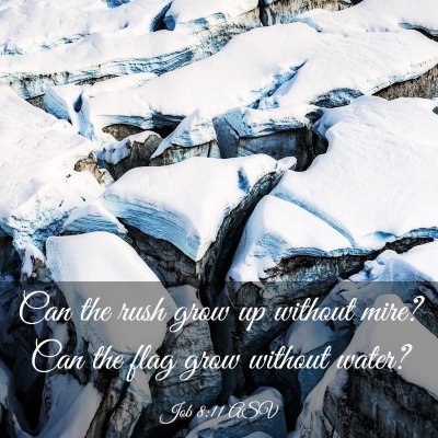 Picture 03 - Job 8:11 ASV - Can the rush grow up without mire? Can the flag - Bible Verse Picture