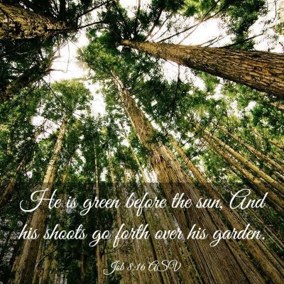 Picture 03 - Job 8:16 ASV - He is green before the sun, And his shoots go - Bible Verse Picture