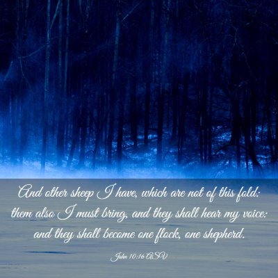 Picture 03 - John 10:16 ASV - And other sheep I have, which are not of this - Bible Verse Picture
