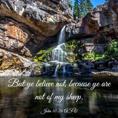 Picture 03 - John 10:26 ASV - But ye believe not, because ye are not of my - Bible Verse Picture