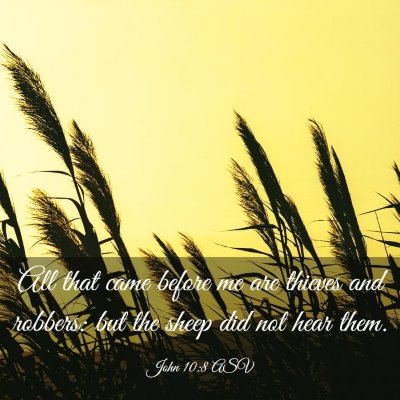 Picture 03 - John 10:8 ASV - All that came before me are thieves and robbers: - Bible Verse Picture