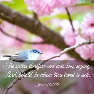 Picture 03 - John 11:3 ASV - The sisters therefore sent unto him, saying, - Bible Verse Picture