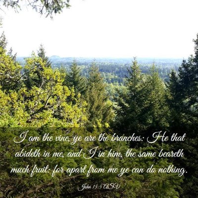 Picture 03 - John 15:5 ASV - I am the vine, ye are the branches: He that - Bible Verse Picture