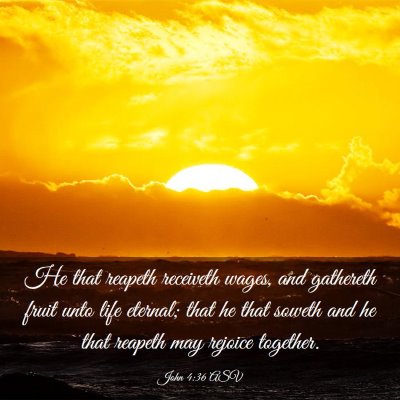 Picture 03 - John 4:36 ASV - He that reapeth receiveth wages, and gathereth - Bible Verse Picture