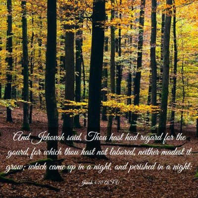Picture 03 - Jonah 4:10 ASV - And Jehovah said, Thou hast had regard for the - Bible Verse Picture