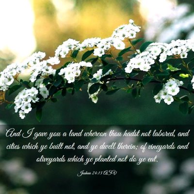 Picture 03 - Joshua 24:13 ASV - And I gave you a land whereon thou hadst not - Bible Verse Picture