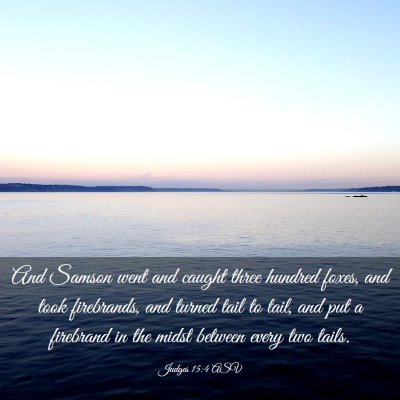 Picture 03 - Judges 15:4 ASV - And Samson went and caught three hundred foxes, - Bible Verse Picture