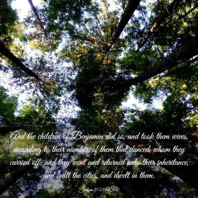 Picture 03 - Judges 21:23 ASV - And the children of Benjamin did so, and took - Bible Verse Picture