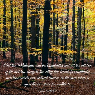 Picture 03 - Judges 7:12 ASV - And the Midianites and the Amalekites and all the - Bible Verse Picture