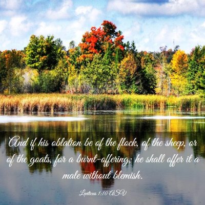 Picture 03 - Leviticus 1:10 ASV - And if his oblation be of the flock, of the - Bible Verse Picture