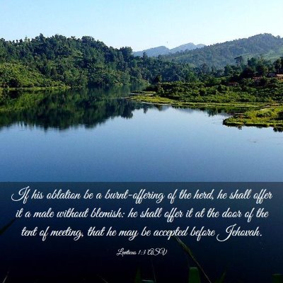 Picture 03 - Leviticus 1:3 ASV - If his oblation be a burnt-offering of the herd, - Bible Verse Picture