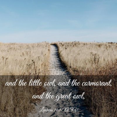 Picture 03 - Leviticus 11:17 ASV - and the little owl, and the cormorant, and the - Bible Verse Picture