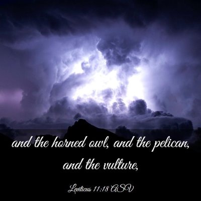 Picture 03 - Leviticus 11:18 ASV - and the horned owl, and the pelican, and the - Bible Verse Picture