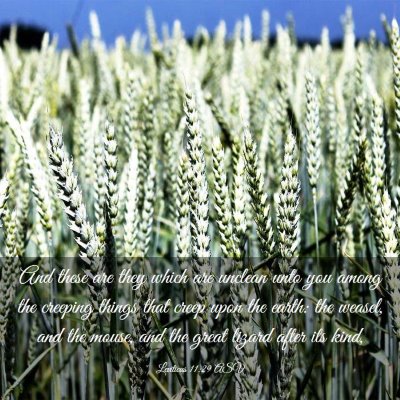 Picture 03 - Leviticus 11:29 ASV - And these are they which are unclean unto you - Bible Verse Picture