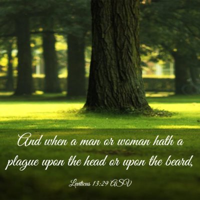 Picture 03 - Leviticus 13:29 ASV - And when a man or woman hath a plague upon the - Bible Verse Picture