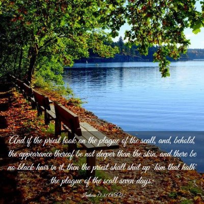 Picture 03 - Leviticus 13:31 ASV - And if the priest look on the plague of the - Bible Verse Picture