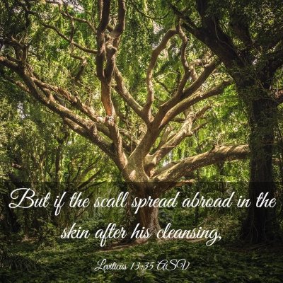 Picture 03 - Leviticus 13:35 ASV - But if the scall spread abroad in the skin after - Bible Verse Picture